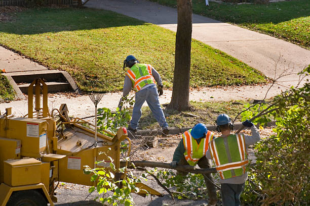 How Our Tree Care Process Works  in Fairlea, WV